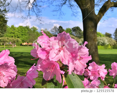 Azalea(Rhododendron) flowers in city park Azalea(Rhododendron) flowers in city park 125515578