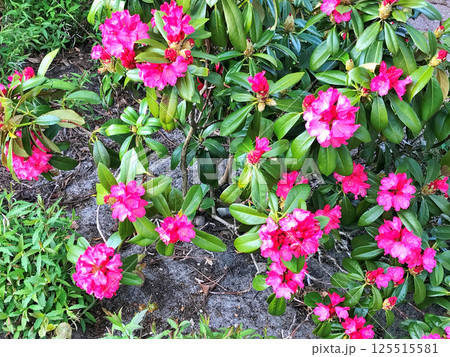Azalea(Rhododendron) flowers in park 125515581