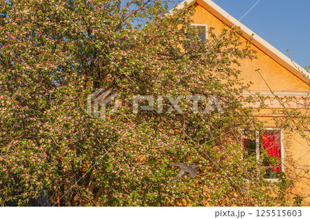 An apple tree is blooming against the background of a house. 125515603