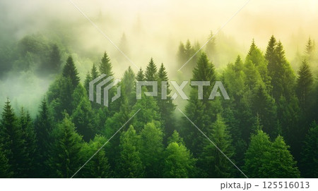 Forest with trees and fog. The trees are green and the sky is cloudy. The trees are tall and the sky is overcast 125516013
