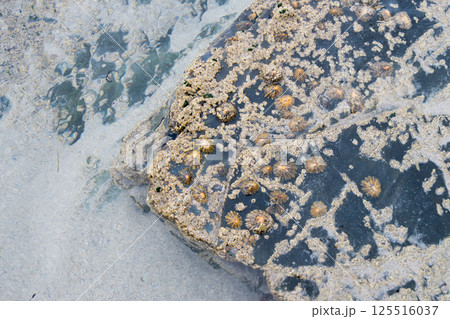 Marine rock with limpets, Patella vulgata. Backgrounds 125516037