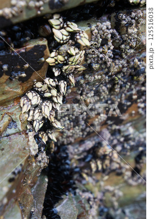 Close up of marine rock with barnacles and mussels. Background 125516038