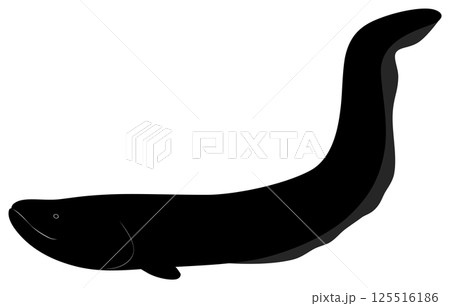 デンキウナギ 125516186