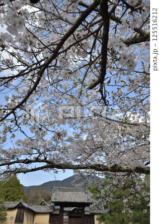 随心院門跡　サクラと薬医門(京都市山科区) 125516212