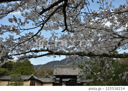 随心院門跡　サクラと薬医門(京都市山科区) 125516214