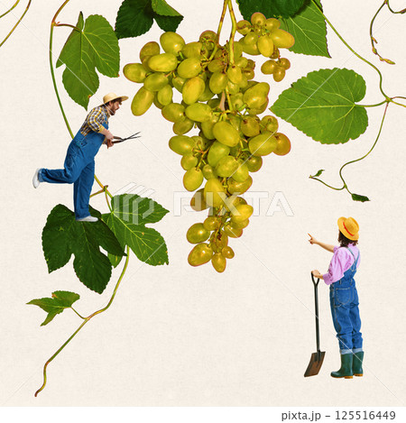 Young man and woman as farmers harvesting giant grape bunch using scissors and shovel on vineyard. Creative conceptual design. 125516449