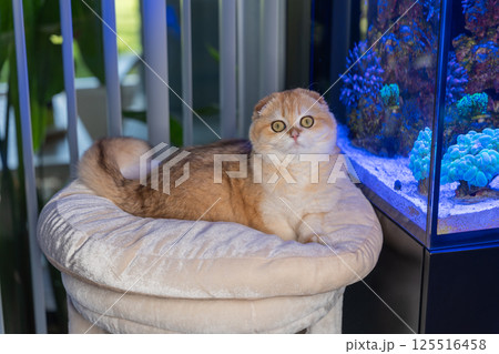 Scottish Fold Cat with Golden Chinchilla Fur 125516458
