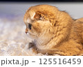 Scottish Fold Cat with Golden Chinchilla Fur 125516459