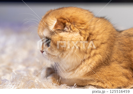Scottish Fold Cat with Golden Chinchilla Fur 125516459