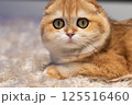 Scottish Fold Cat with Golden Chinchilla Fur 125516460