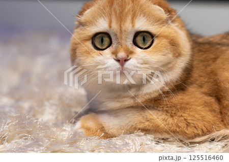 Scottish Fold Cat with Golden Chinchilla Fur Scottish Fold Cat with Golden Chinchilla Fur 125516460