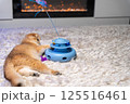 Scottish Fold Cat with Golden Chinchilla Fur 125516461