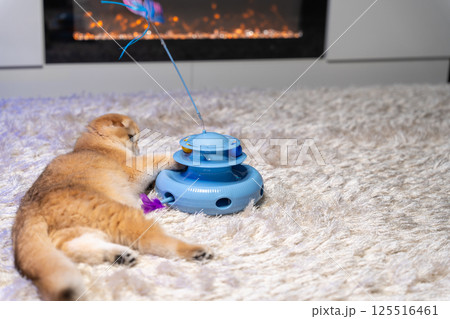 Scottish Fold Cat with Golden Chinchilla Fur 125516461