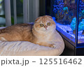 Scottish Fold Cat with Golden Chinchilla Fur 125516462
