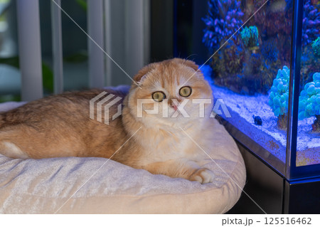 Scottish Fold Cat with Golden Chinchilla Fur 125516462