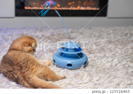 Scottish Fold Cat with Golden Chinchilla Fur 125516463