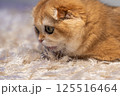 Scottish Fold Cat with Golden Chinchilla Fur 125516464