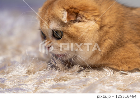 Scottish Fold Cat with Golden Chinchilla Fur 125516464