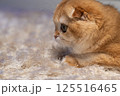 Scottish Fold Cat with Golden Chinchilla Fur 125516465