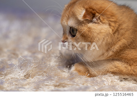 Scottish Fold Cat with Golden Chinchilla Fur 125516465