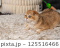 Scottish Fold Cat with Golden Chinchilla Fur 125516466