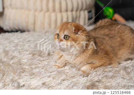 Scottish Fold Cat with Golden Chinchilla Fur 125516466