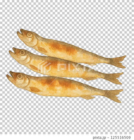 焼きししゃものイラスト 焼きししゃものイラスト 125516509