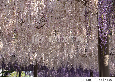 津島天王川公園 満開の白い藤(薄紅藤) 津島天王川公園 満開の白い藤(薄紅藤) 125516530
