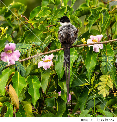 A Fork-tailed flycatcher, Tyrannus savana at a rural property called Fazenda at Soure in Marajo Island, Brazil. 125516773