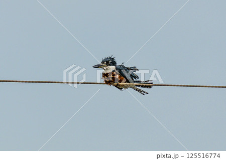 A Pied kingfisher, Ceryle rudis at a rural property called Fazenda at Soure in Marajo Island, Brazil. 125516774