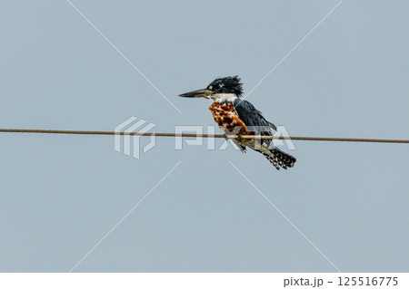 A Pied kingfisher, Ceryle rudis at a rural property called Fazenda at Soure in Marajo Island, Brazil. A Pied kingfisher, Ceryle rudis at a rural property called Fazenda at Soure in Marajo Island, Brazil. 125516775