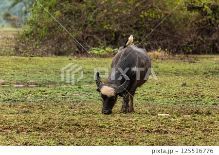 Water Buffalo with a bird on its back at a rural property called Fazenda at Soure in Marajo Island, Brazil. Water Buffalo with a bird on its back at a rural property called Fazenda at Soure in Marajo Island, Brazil. 125516776