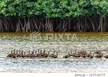 Black-bellied whistling ducks, Dendrocygna autumnalis at a rural property called Fazenda at Soure in Marajo Island, Brazil. 125516777