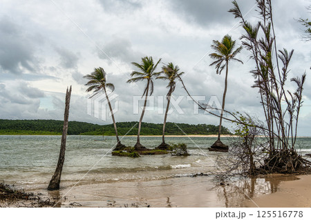 The beautiful Caju-una beach, by the Amazon river mouth, in Soure, Marajo island, Brazil. 125516778