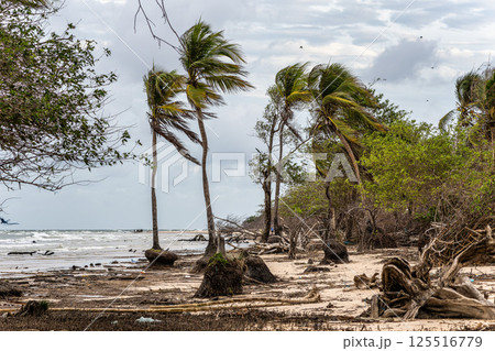 The beautiful Caju-una beach, by the Amazon river mouth, in Soure, Marajo island, Brazil. 125516779