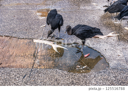 The Pedra do Peixe fish market at Belem, State of Para, Amazon region, Brazil 125516788