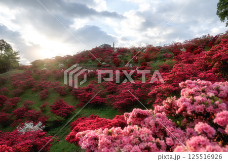 満開の笠間つつじ公園のツツジ 125516926