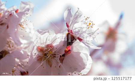 梅の花（白梅） 125517177