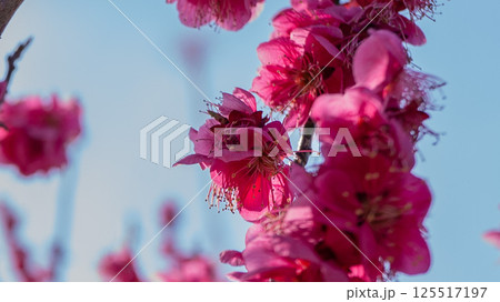 梅の花（紅梅） 125517197