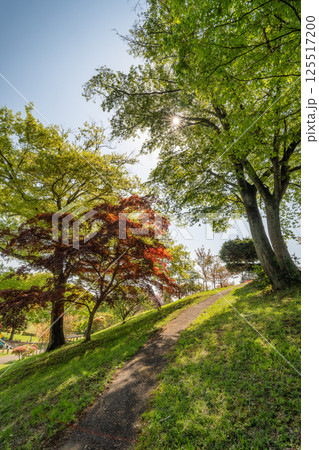 茨城県那珂市 初夏の静峰ふるさと公園 茨城県那珂市 初夏の静峰ふるさと公園 125517200