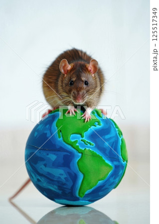 A small brown rat stands atop a vibrant globe depicting the continents and oceans. Its inquisitive gaze suggests a sense of adventure and exploration in an imaginative setting. 125517349