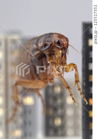 A large flea navigates a whimsical city made of towering buildings. The perspective creates a playful interaction blending creature and urban life in a fantastical way. 125517351