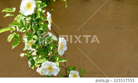 ナニワイバラ 日の光を浴びる白い花と黄土色の壁 ナニワイバラ 日の光を浴びる白い花と黄土色の壁 125517555