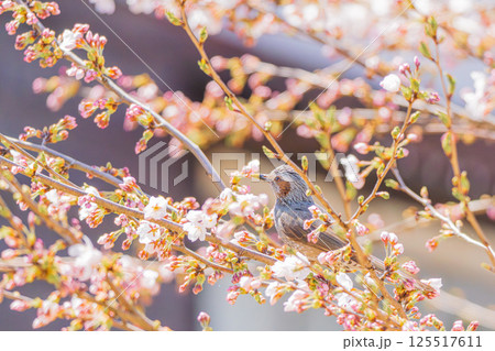 桜の枝にとまるヒヨドリ 桜の枝にとまるヒヨドリ 125517611