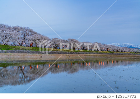 （富山県）あさひ舟川べり　満開の夜桜ライトアップと残雪の北アルプス 125517772