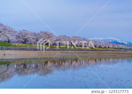 （富山県）あさひ舟川べり　満開の夜桜ライトアップと残雪の北アルプス 125517773