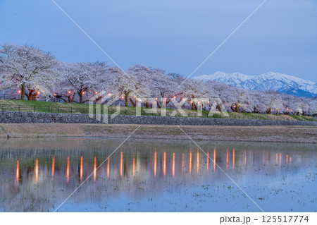 （富山県）あさひ舟川べり　満開の夜桜ライトアップと残雪の北アルプス 125517774