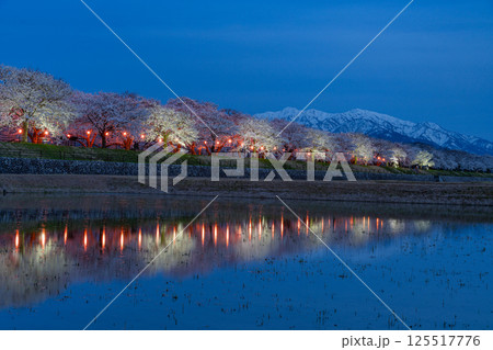 （富山県）あさひ舟川べり　満開の夜桜ライトアップと残雪の北アルプス 125517776