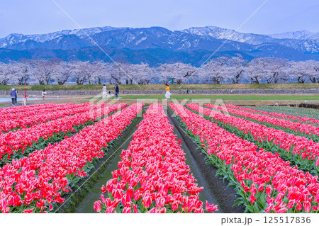 （富山県）あさひ舟川べり　満開の夜桜ライトアップと残雪の北アルプス 125517836