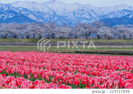 （富山県）あさひ舟川「春の四重奏」 125517839